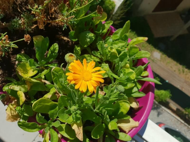 15611979070163905002479236431703