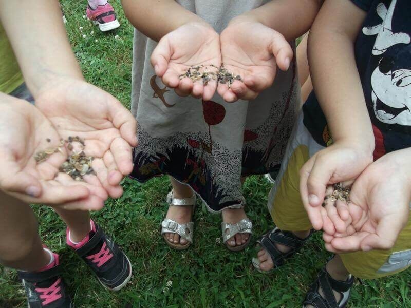 Ecole St Joseph Araules - On seme pour les abeilles (7)