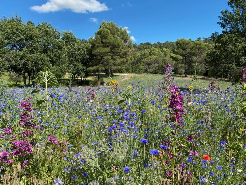 Flowers for Bees Grambois