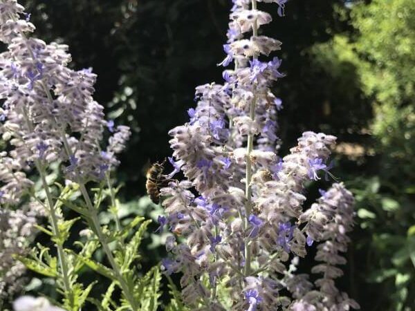 IMG_1136