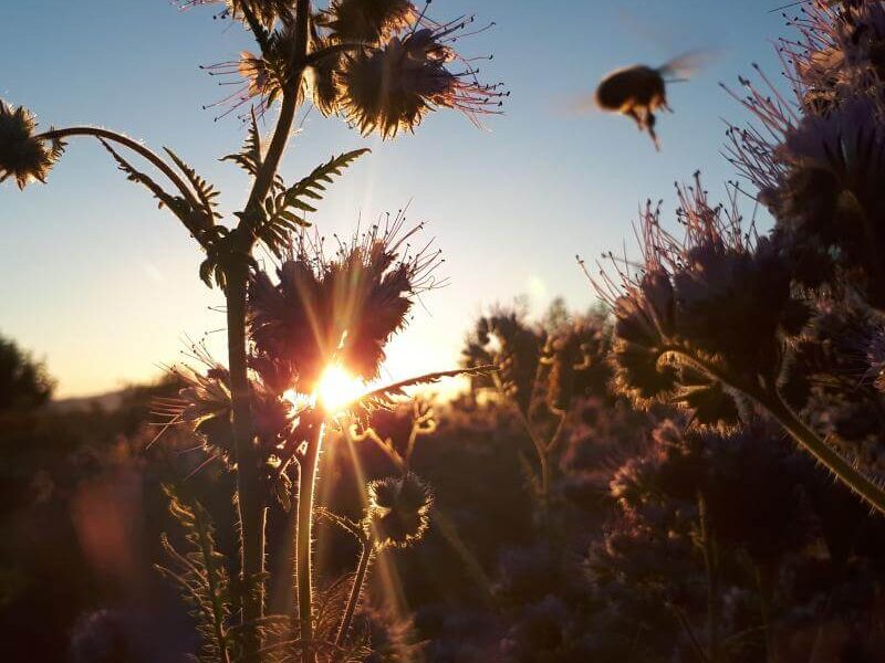 IMG_20170615_223932_242