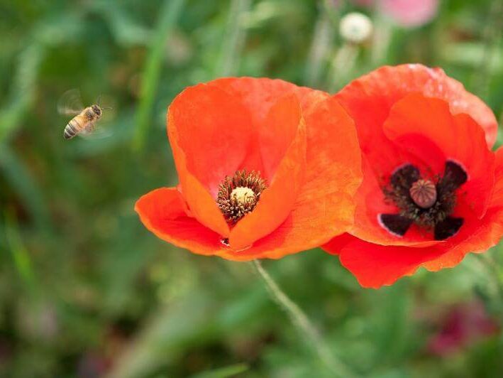 bee-1128711_1920