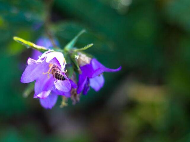 stockvault-bee-on-a-flower163475